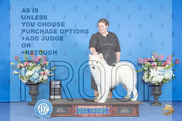 Samoyed #25 WED BISS Judge Annella Cooper r__JP_9152_Houston_2024_HR3