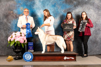 Siberian Husky #14 FRI G1 Judge Ken Murray