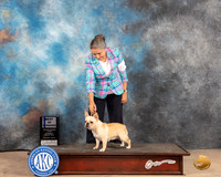 French Bulldog #18 Sat WBBOW Judge Gloria Kerr