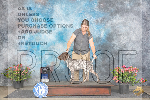 German Shorthaired Pointer #14 Sat PG1 Judge Wendy G Willhauck__JP_4771_San Antonio_2024_HR3