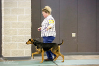 Louisiana Catahoula Leopard Dog sat S2
