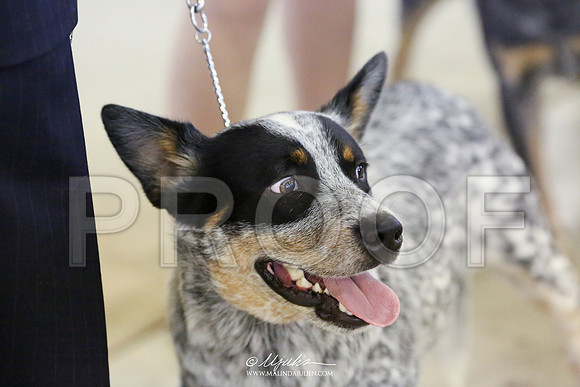 ACD-7019 HR