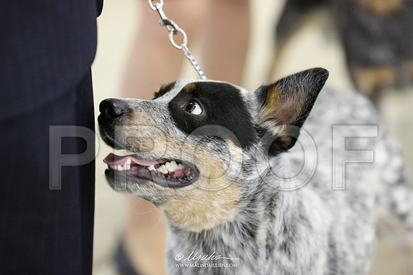 ACD-7023 HR