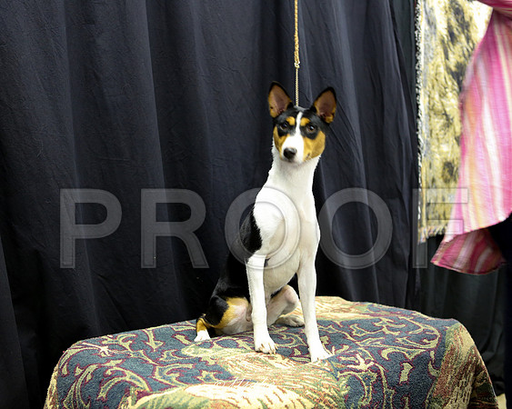 Basenji-5542 HR