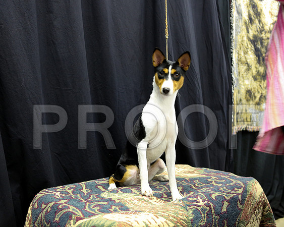 Basenji-5543 HR
