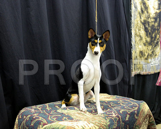 Basenji-5545 HR
