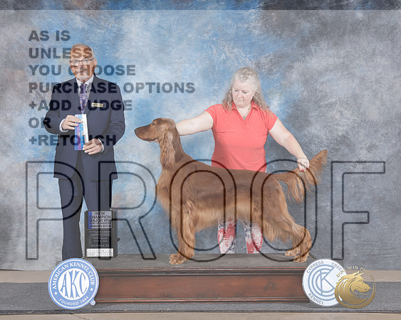 Irish Setter #6 Sat WB M Judge Ken Murray r-_WP_2408e_Cypress Creek 2025-HR3