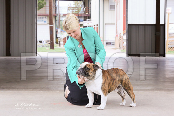Bulldog-5847 HR