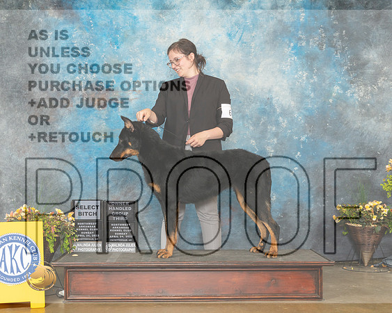 Beauceron #6 Sun SBOHG3 Judge Jim Fehring-MMJ_1569-NWARK2022-HR3