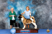 Akita #8 WED OHBOB AOM Judge Alisa Brotherhood
