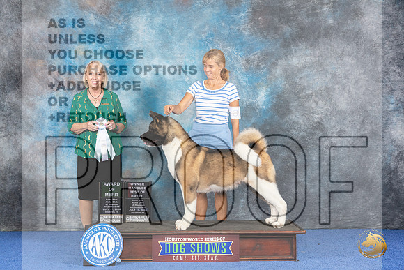 Akita #8 WED OHBOB AOM Judge Alisa Brotherhood__JP_6972_Houston_2024_HR3