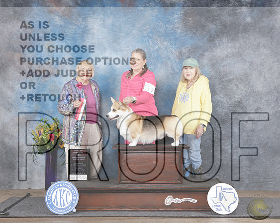 Pembroke Welsh Corgi #17 Sun OHBOB BOS Judge Carol Moser_WP_5323-Abilene 2025-HR3