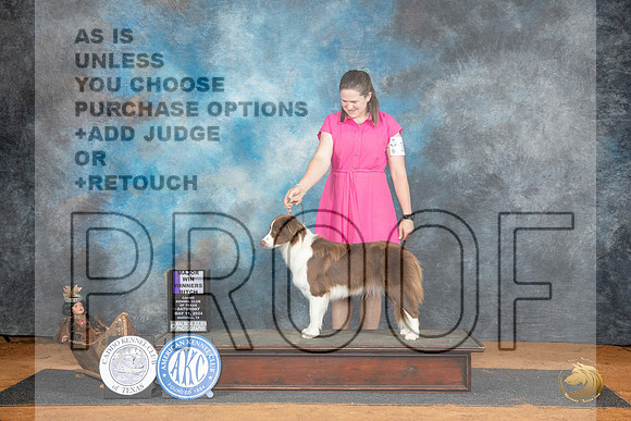 Border Collie #14 Sat WBM Judge Karen Hynek__JP_7741_MARSHALL_2024_HR3