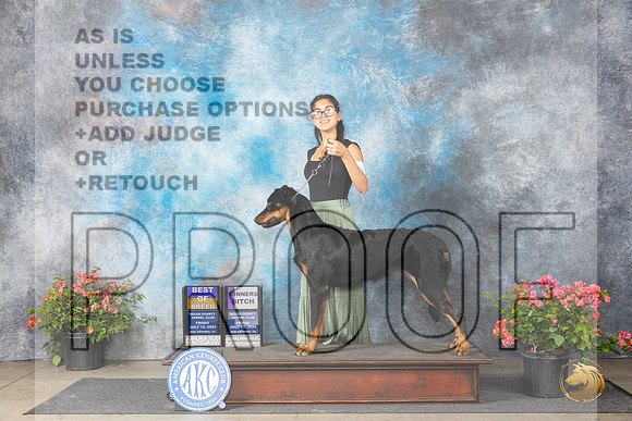 Beauceron #6 Fri WBBOB Judge Paul F Willhauck__JP_4126_San Antonio_2024_HR3