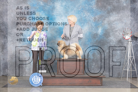 Tibetan Spaniel #5 Fri OHRBIS Judge Pat Trotter__JP_5639_Amarillo_2024_HR3