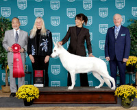Carol Sowa UKC TDI 2025