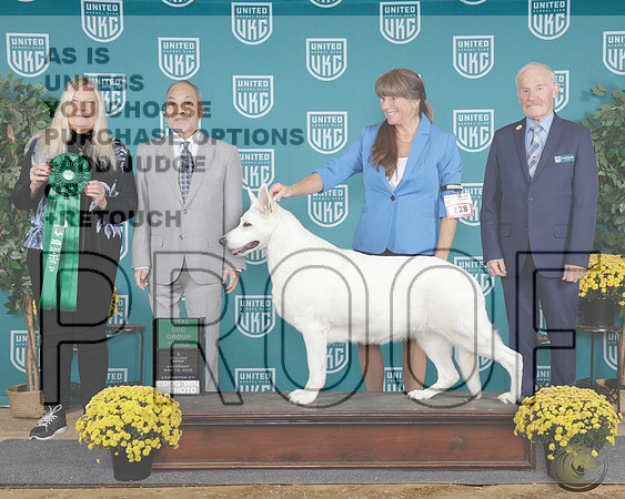 White Shepherd #128 Sat G3White Shepherd #128 Sat G3_WP_2939e-UKC TDI 2025-HR3