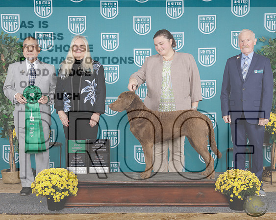 Chesapeak Bay Retriever #130 Sat G3 UWPCHChesapeak Bay Retriever #130 Sat G3 UWPCH_WP_2975e-UKC TDI 2025-HR3