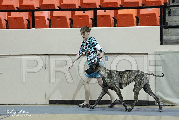 GreatDane-0459LR