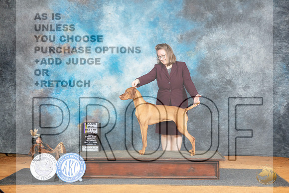 Vizsla #18 Sat BOBM Judge Lisa Graser__JP_7569_MARSHALL_2024_HR3