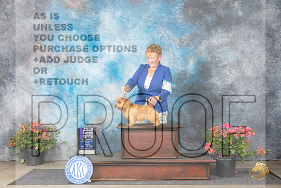 Norfolk Terrier #6 Fri WB Judge Elizabeth ‘Beth’ Sweigart__JP_4024_San Antonio_2024_HR3