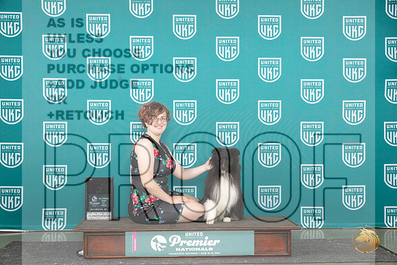 Shetland Sheepdog #613 Sat RACE RACEA__JP_2976_Premier_2024_HR3