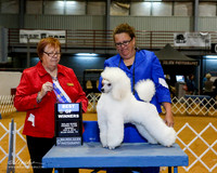 Poodle Miniature #11 Sun BOW +OL