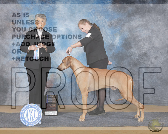 Rhodesian Ridgeback #7 Sat WD BOW NCH Judge Christie Martinez rRhodesian Ridgeback #7 Sat WD BOW NCH Judge Christie Martinez r_WP_9571e-Sulphur Springs 2025-HR3