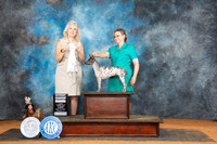 American Hairless Terrier #6 Sun G4 Judge Pamela Wilson