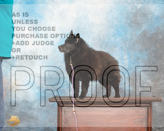 Schipperkee Sybil Nancy AndersonMMJ_5325_Lngvw2022HR3