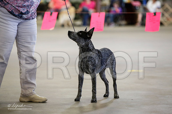_JJ_7008-BeltonMay2015-HR3