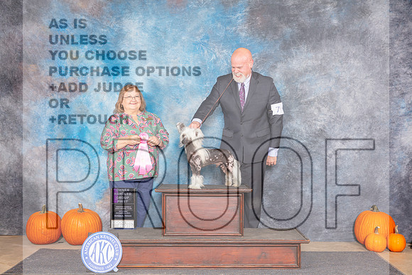 Chinese Crested #7 SAt OHBIS Judge Hal Biermann-_JP_9048e2_Humble2024-HR3