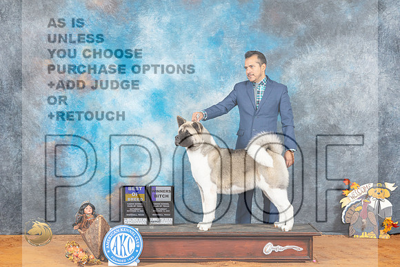 Akita #10 Sat BOBWB Judge Sandra Walker_MJ_1679_Marshall_2022_HR3