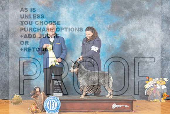 Australian Cattle Dog #7 Sat G3 Judge William Daughtery_MJ_1901_Marshall_2022_HR3