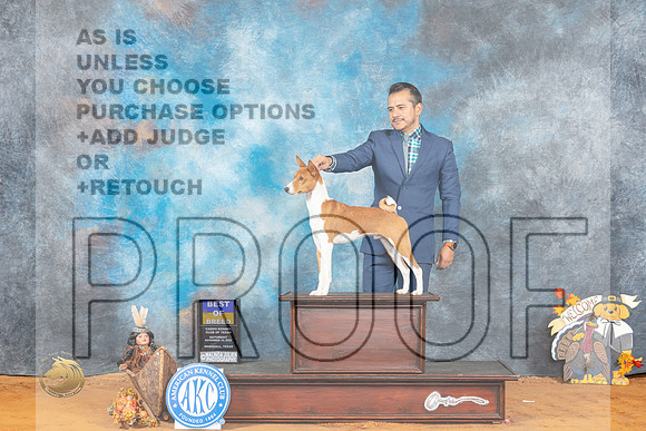 Basenji #5 Sat BOB Judge William Daughtery_MJ_1959_Marshall_2022_HR3