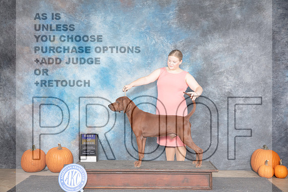 Red Bone Coonhound #5 Fri BOB Judge Ann Meyer__JP_8528_Humble_2024_HR3