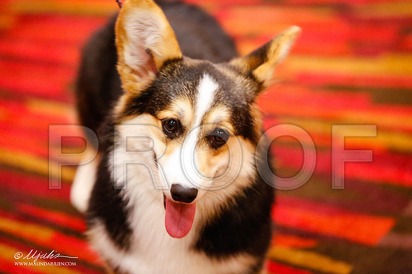 _JJ_8551-HstnCorgiFeb2015-HR3
