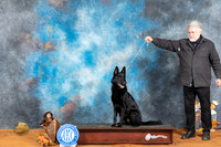 German Shepherd Dog Sat Portrait