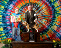 Beagle 13 #6  Wolf David and Ann EDIT use dog from 1323 to replace dog in image 1442 anndave96@hughes.net 1 HRD already bought 1323 PD FT