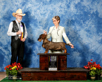 EDIT Dachshund Wirehaired #9 G1 Ray Shirley Maria E Sakoda and James Sakoda Agent Cheri J Koppenhaver EDIT use dog from 1258 for both win photos FT