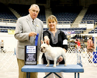 French Bulldog #14 Sun 1st Bred by Denman Ronda 1 8x10 & HRD digital pu at show PD FT