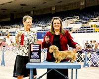 Dachsund Longhaired #30 Sat Sklanka Pamela Judge Patricia Taylor 1 HRD & 1 8x10 CD pu at show FT