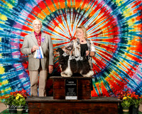 Spaniel Cocker Parti Color #5 Sat BOW NC York Randy and Dena Judge Robert J Shreve 1 HRD PD PU FT