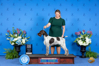 German Wire Pointer #14 THUR BOB BOW M Judge Freeman