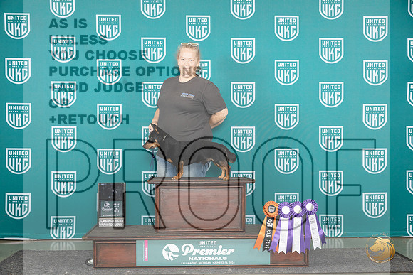 Lanncashire Heeler #188 Thr Fr Sat BOB__JP_3454_Premier_2024_HR3