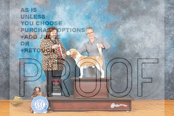 Beagle 15%22 #5 Sun BOS Judge Jennifer Bell_MJ_2514_Marshall_2022_HR3