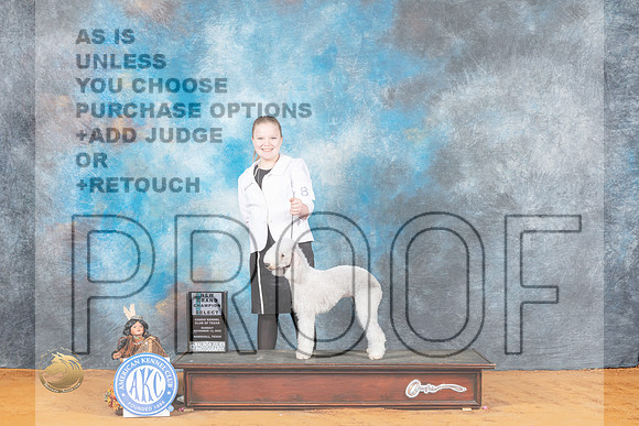 Bedlington Terrier #8 Sun SDGCH Judge Grace Fritz_MJ_2618_Marshall_2022_HR3