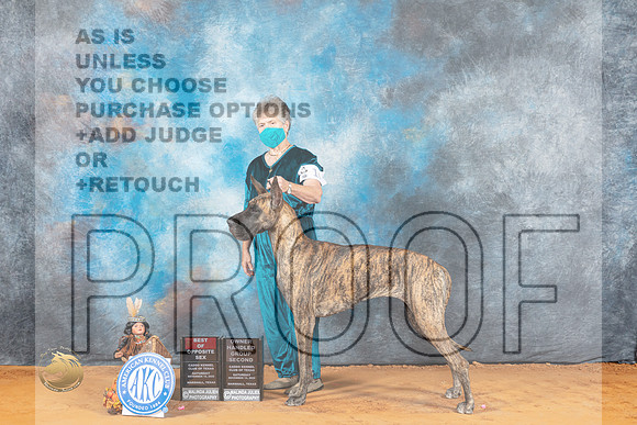 Great Dane #8 Sat OHG2 Judge Richard Powell r_MJ_2747_Marshall_2022_HR3