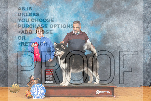 Alaskan Malamute #9 Sun G2 Judge Sandra Walker_MJ_2703_Marshall_2022_HR3