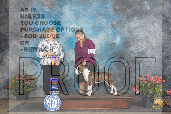 Bull Terrier Color #6 Fri WBBOBOHBOB Judge Karen McFarlane__JP_4182_San Antonio_2024_HR3